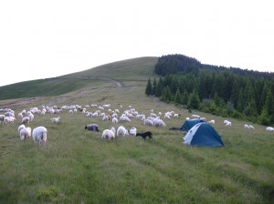 Stanování mezi ovcemi