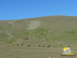 volně pasoucí se koně v pohoří Rila