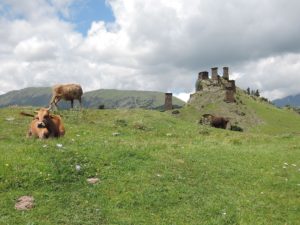 Krávy s hradem Keselo v pozadí